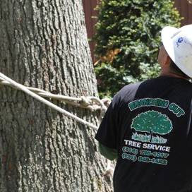 Tree Cutting & Trimming Nesconset.jpg