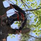 Tree Cutting & Trimming Nesconset.jpg