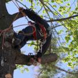 Tree Cutting &amp; Trimming Nesconset