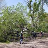 Tree Cutting &amp; Trimming Nesconset