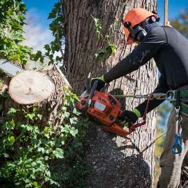 Tree Cutting & Trimming Nesconset.jpg