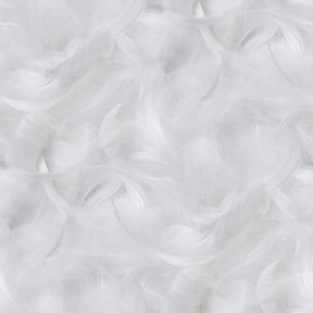 feather.jpg