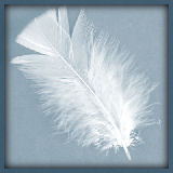 feather160.jpg
