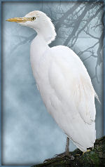 heron160.jpg