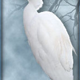 heron160
