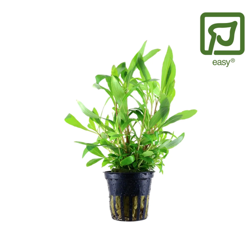 Buy Premium Aquatic Plants Online at Aqua Essentials.png