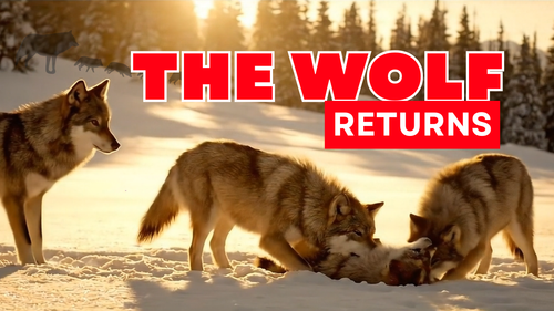 The wolf returns.png