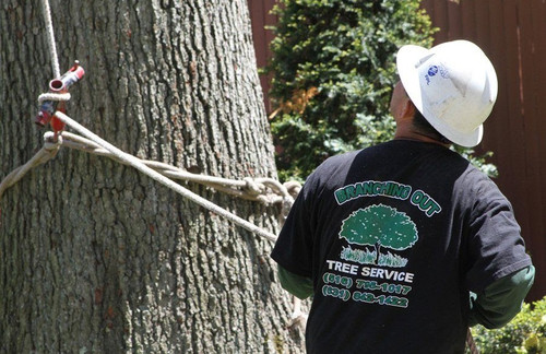 Tree Removal Long Island.jpg