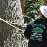 Tree Removal Long Island