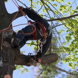 Tree Removal Long Island