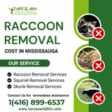 Raccoon Removal Cost in Mississauga