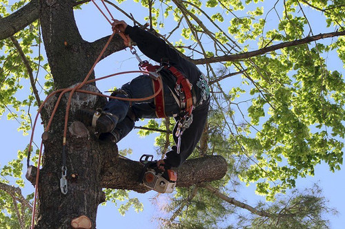 tree cutting company.jpg