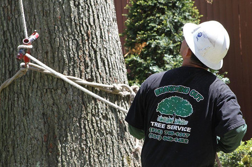 tree removal.jpg