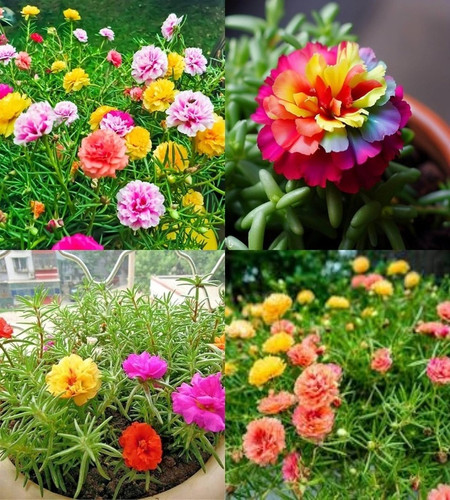 64 portulaca flower seeds 10 col.jpg