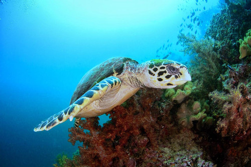 See the Sea Differently: Exploring Oman Through Glass-Bottom Boat Tours.jpg