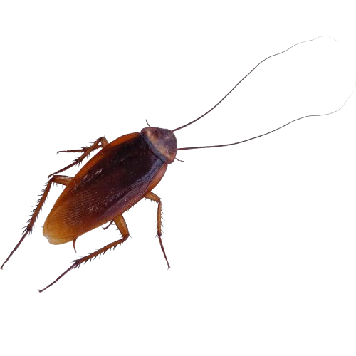 Roach 1 1 removebg preview.png