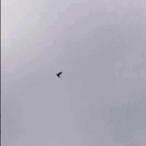 1000119768.gif
