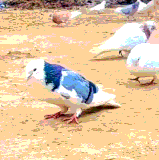1000119745.gif