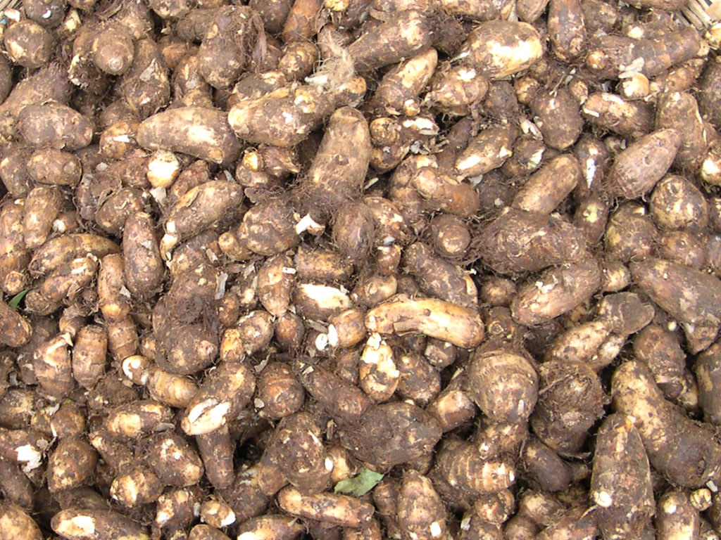 Chembu 500gm