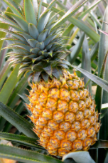 Pineapple (കൈതച്ചക്ക) 900g-1.100kg