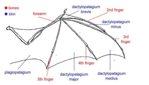 Anatomic structure of bat wing.png