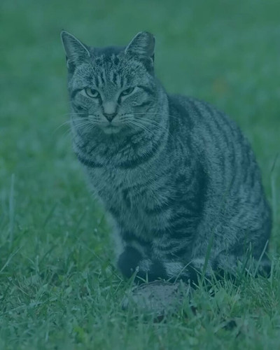 yriMsEDILnG1T0F .jpg