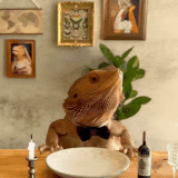 avyX395 460sv.gif