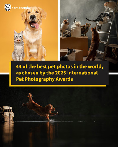 international pet photographer of the year awards 2025.jpg
