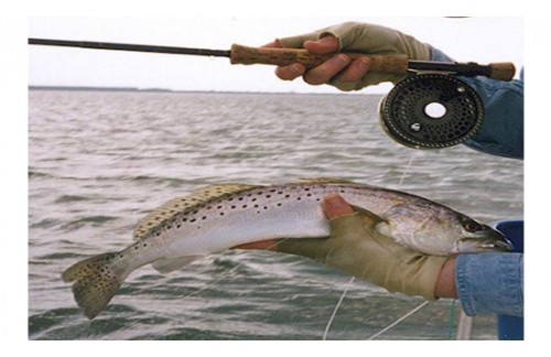 Ultimate Guide To The Fly Fishing Must Haves.jpg