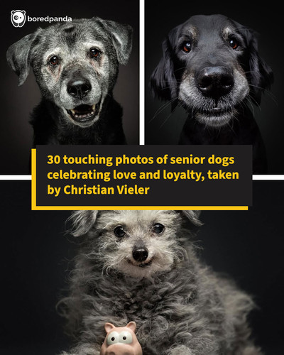dog portraits frei.jpg