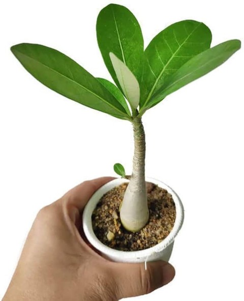 yes perennial yes adenium plant.jpg