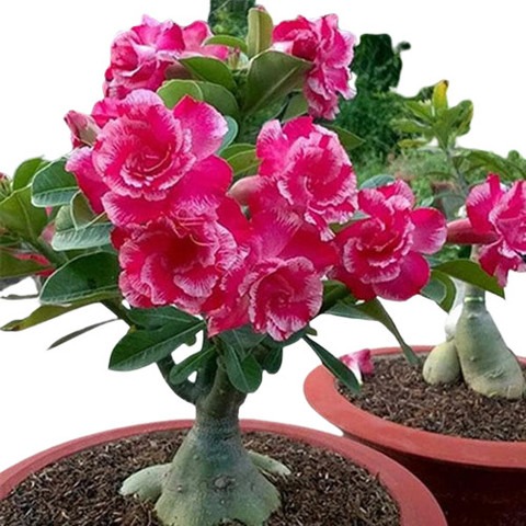 no perennial yes adenium plant s.jpg