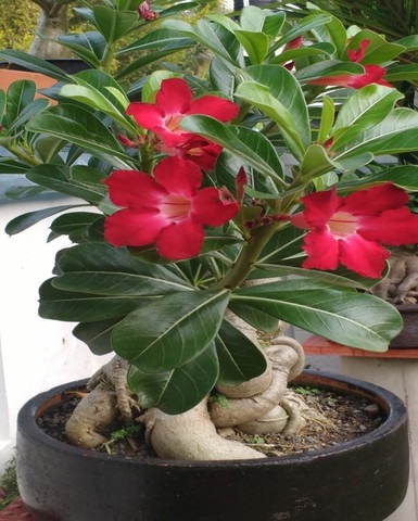21 21 seeds of red adenium suita.jpg