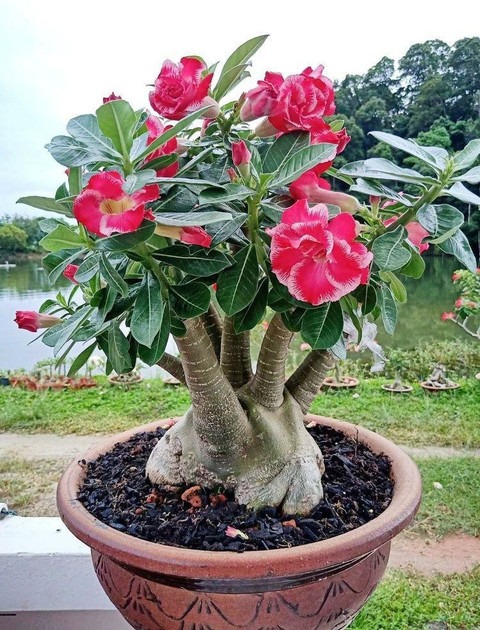no perennial yes adeq01 1 beauti.jpg
