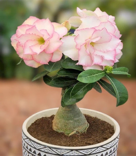no annual yes pink adenium plant.jpg