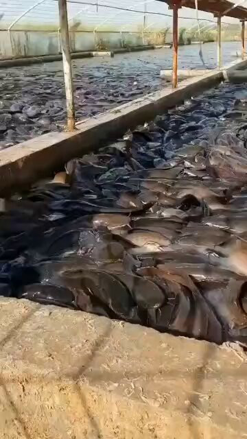 jNJbXl pCTndfsI4.jpg