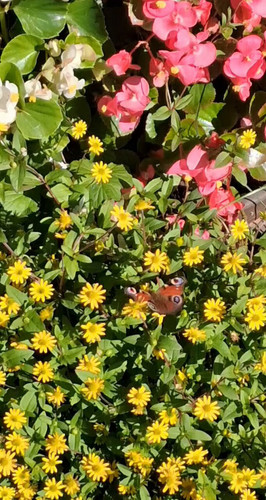 LHDqvyrViMlXBHX .jpg