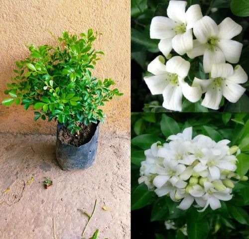 kamini plant 500x500.jpg