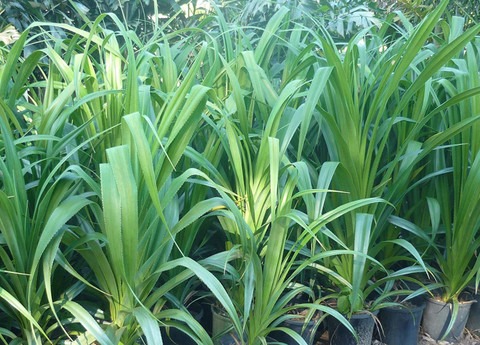 2 342256233565 kapebonavista ori.jpg