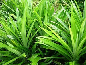 1 biriyani plant screw pine annapurnabai toey it is plant not a original imagckbggkqdrsq2.jpg