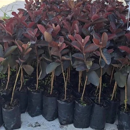 cloud farm dwarf malaysian red g (1).jpg