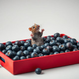 www.naked-ai.art - A red box of blue berries with a rat dancing inside