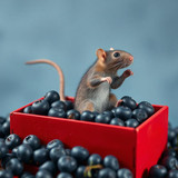 www.naked-ai.art - A red box of blue berries with a rat dancing inside