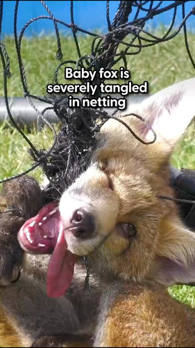 Br3 Vjrg49Sf5FzY.jpg