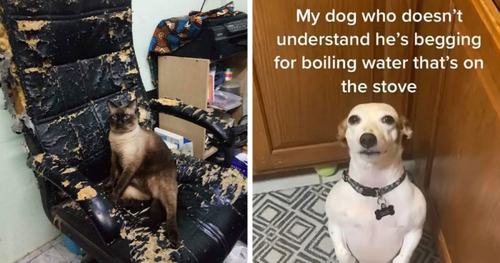 animals going goblin mode pics fb 65ccd3e907783 700 png.png