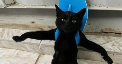 important animal pics wholesome funny cute impanimal fb13 png 700.jpg