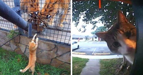 funniest animal pic fb 67ed46e9609e6 png 700.jpg