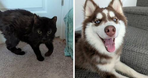 cute beautiful adopted animals fb20 png 700.jpg