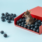 www.naked-ai.art - A red box of blue berries with a rat dancing inside