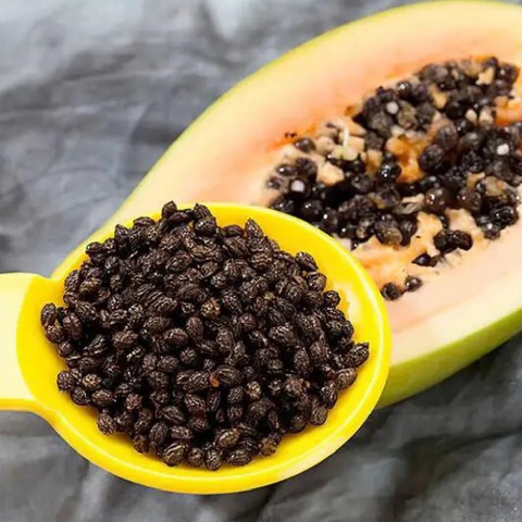 108 hybrid papaya seeds jkfarm o.jpg